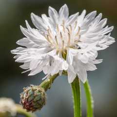 Uzun Boylu Beyaz Peygamber Çiçeği Tohumu(50 tohum)