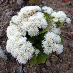 Beyaz Renkli Ageratum (Vapur Dumanı) Çiçeği Tohumu