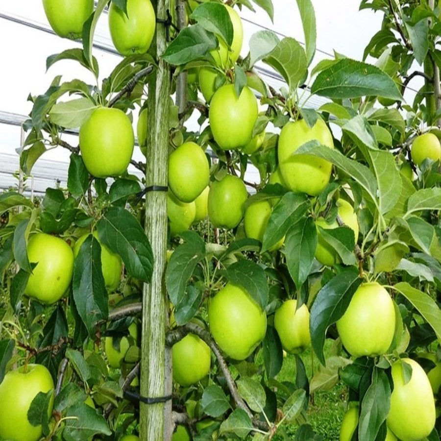 Tüplü Kokulu Golden Reinders Sarı Elma Fidanı