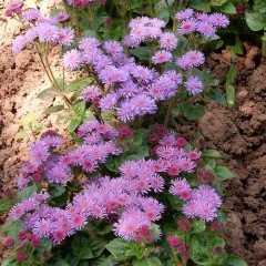 Pembe Çiçekli Ageratum (Vapur Dumanı)Çiçeği Tohumu(50 tohum)