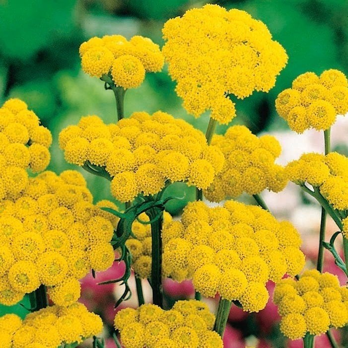 Sarı Renkli Ageratum(Vapur Dumanı) Çiçeği Tohumu(50 tohum)