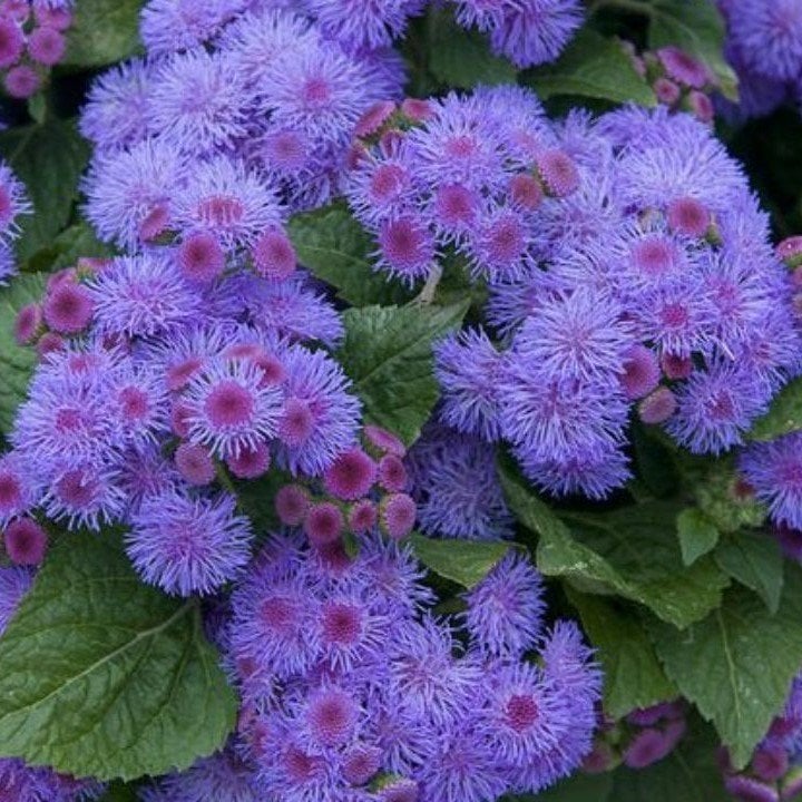Mavi Renkli Ageratum(Vapur Dumanı)  Çiçeği Tohumu (100 tohum)