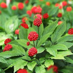 Panax Ginseng Tohumu (2 Adet)