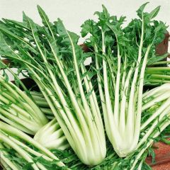 İtalyan Mutfağına Özgü Geleneksel Catalogna Emerald Endive Tohumu (50 tohum)