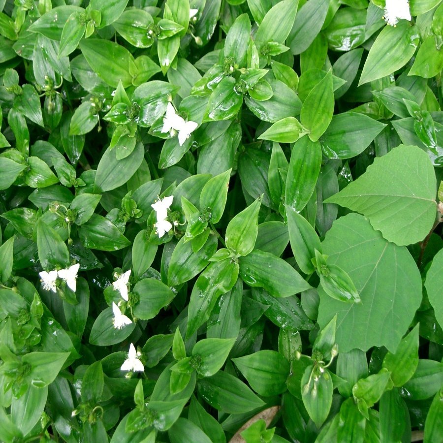 Tüplü Tradescantia Albiflora Telgraf Çiçeği Fidesi-5 Adet