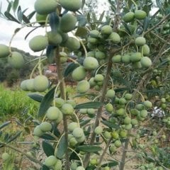 Tüplü İspanyol Arbosona Erken Verime Yatan Bodur Zeytin Fidanı