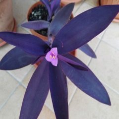 Tüplü Tradescantia Pallida  Mor Telgraf Çiçeği Fidanı
