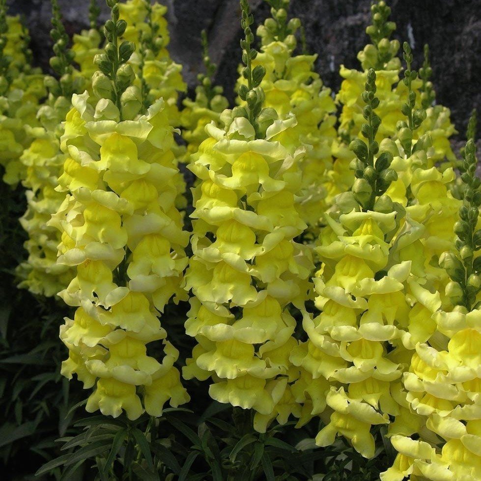 Sarı Aslanağzı Antirrhinum Braun-blanquetii Tohumu(20 tohum)