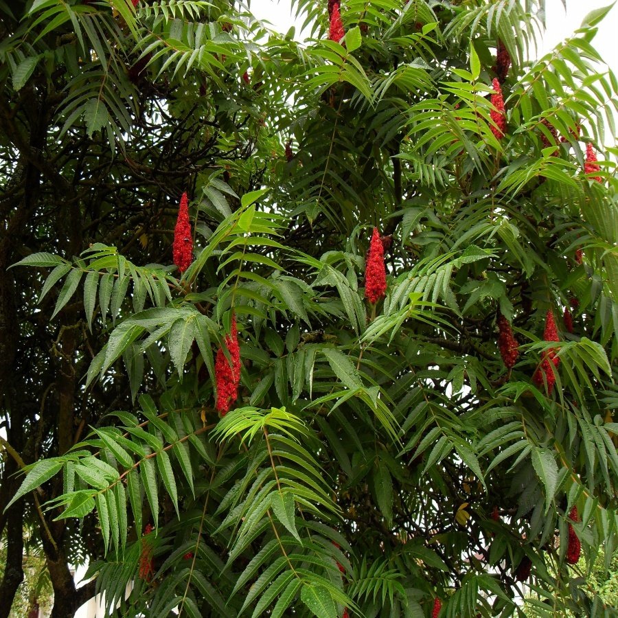 Tüplü Rhus Typhina Sumak Fidanı 15 Cm Üzeri-5 Adet