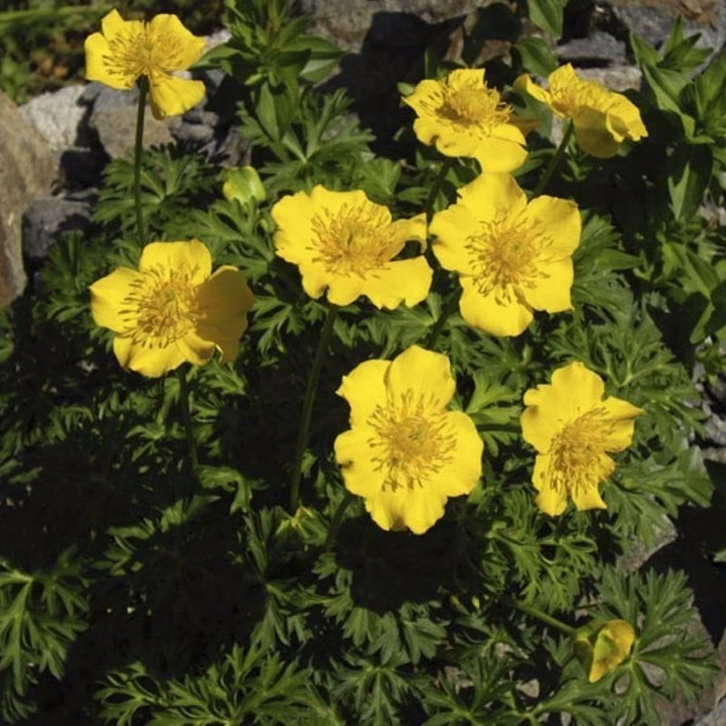 Swamp Marigold Kadife Çiçeği Tohumu(50 tohum)