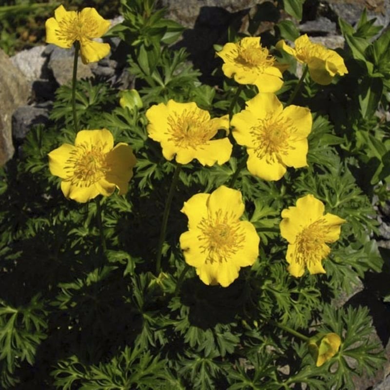 Swamp Marigold Kadife Çiçeği Tohumu(50 tohum)