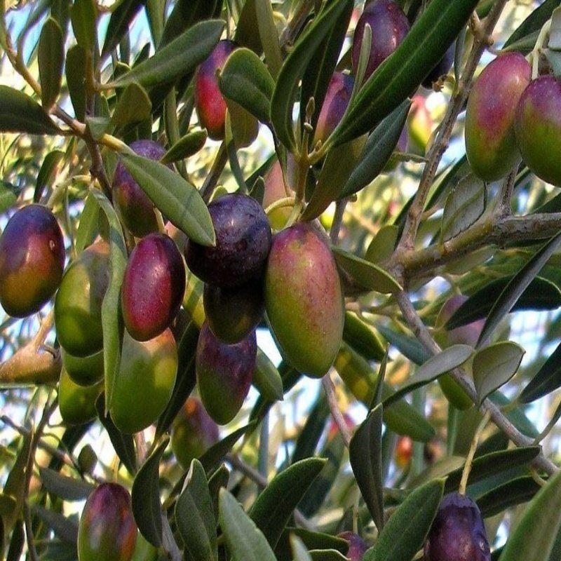 Tüplü İspanyol Manzalina Kırmalık Yağlık Zeytin Fidanı