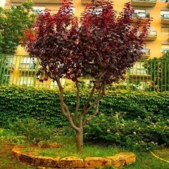 Tüplü Süs Eriği Prunus Cearsifera Atropurpurea Fidanı