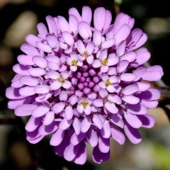 Lila Renkli İberis Çiçeği Tohumu(200 adet)