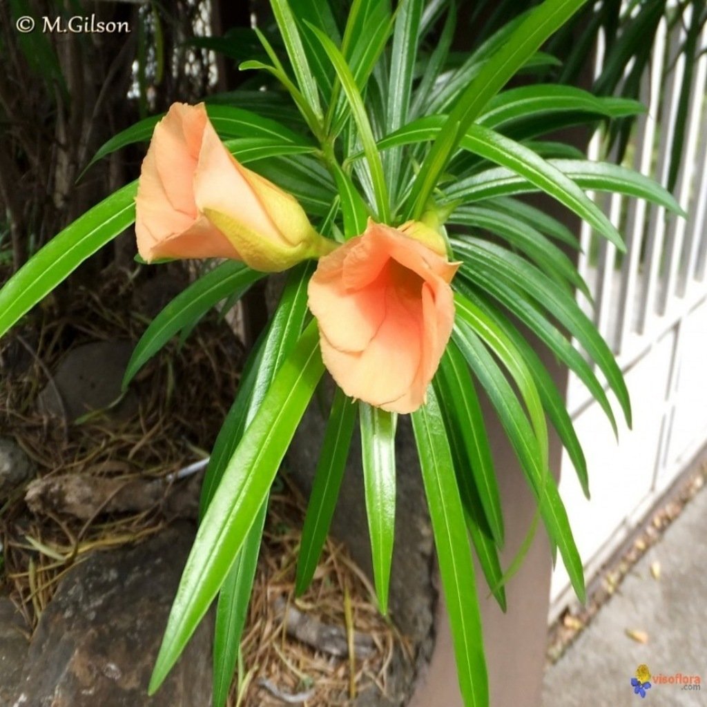 Tüplü Peru Nerium Oleander Zakkum Fidanı