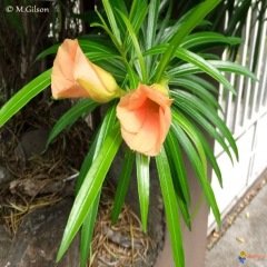 Tüplü Peru Nerium Oleander Zakkum Fidanı