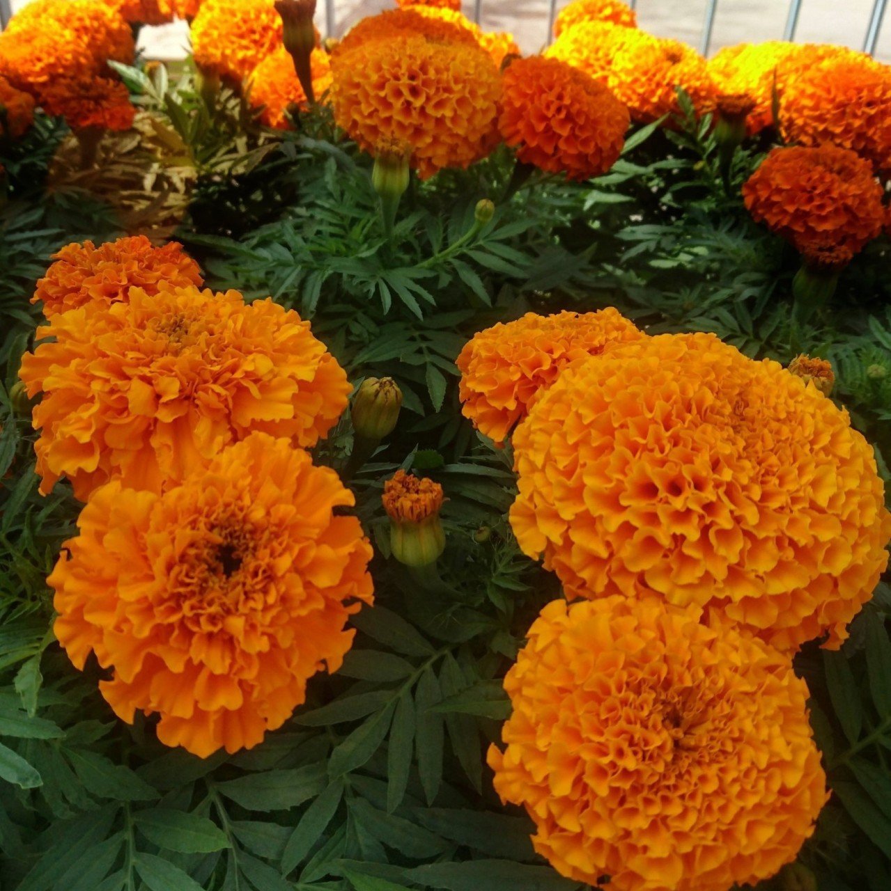 İri Kafa Calypso Orange Turuncu Renkli Kadife Çiçeği Fidesi (3 adet)