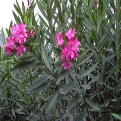 Tüplü Pembe Zakkum Nerium Oleander Fidanı