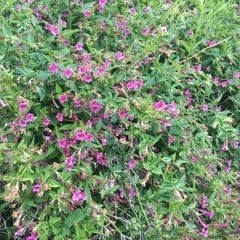 Tüplü Jasminum Kırmızı Çiçekli Yasemin Fidanı