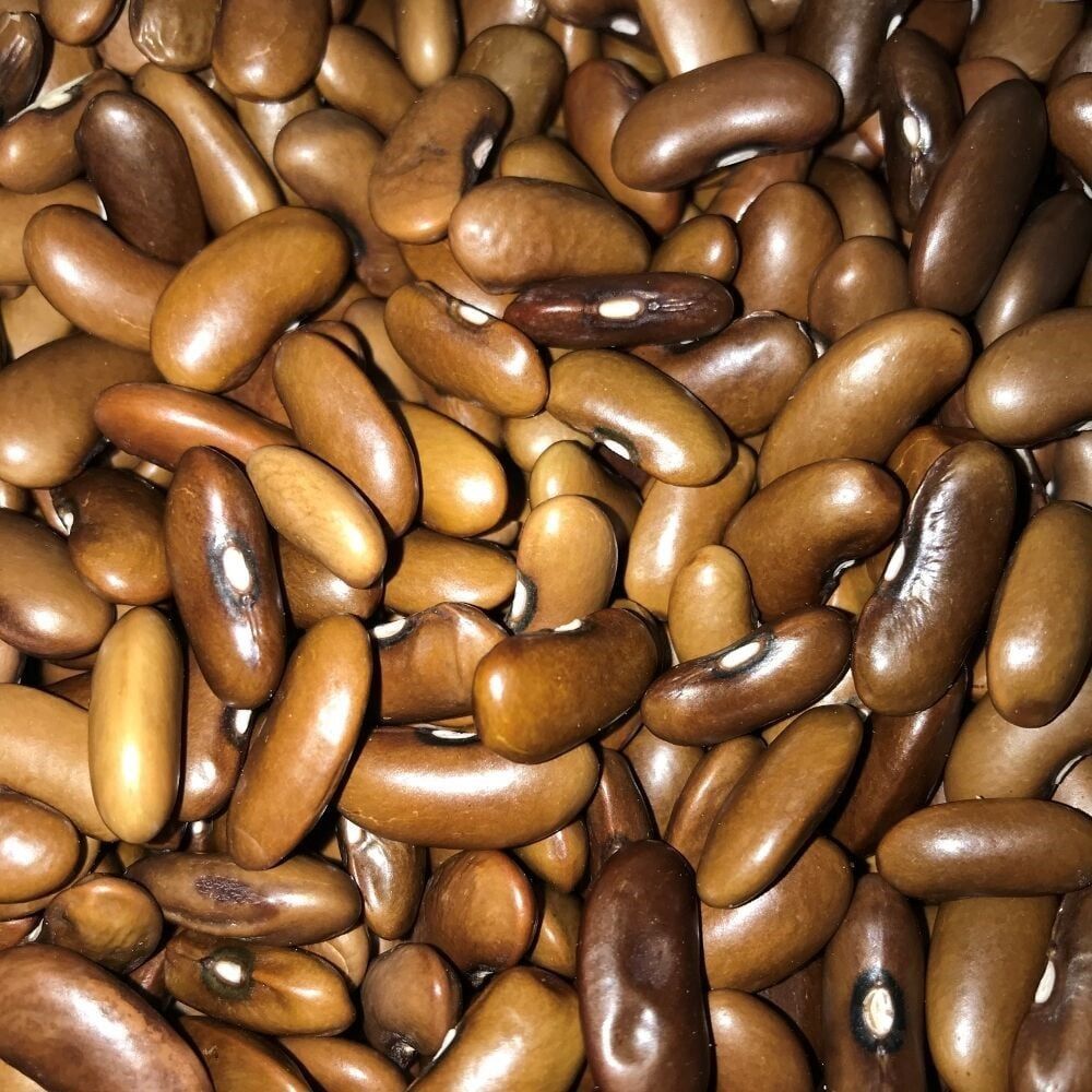 Geleneksel Doğal Magnum Oturak Fasulye Tohumu (10 tohum)