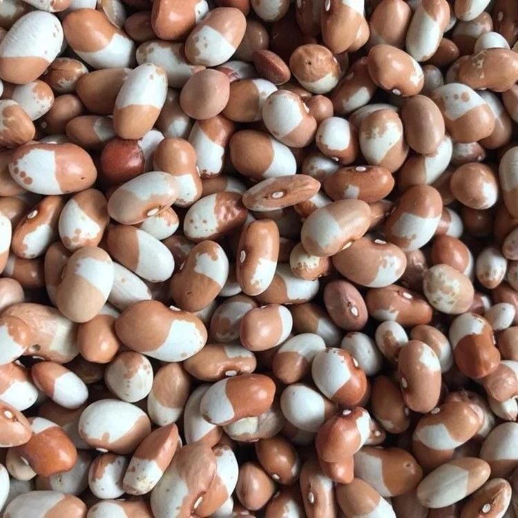 Geleneksel Doğal Keklik Sırık Fasulye Tohumu (10 tohum)