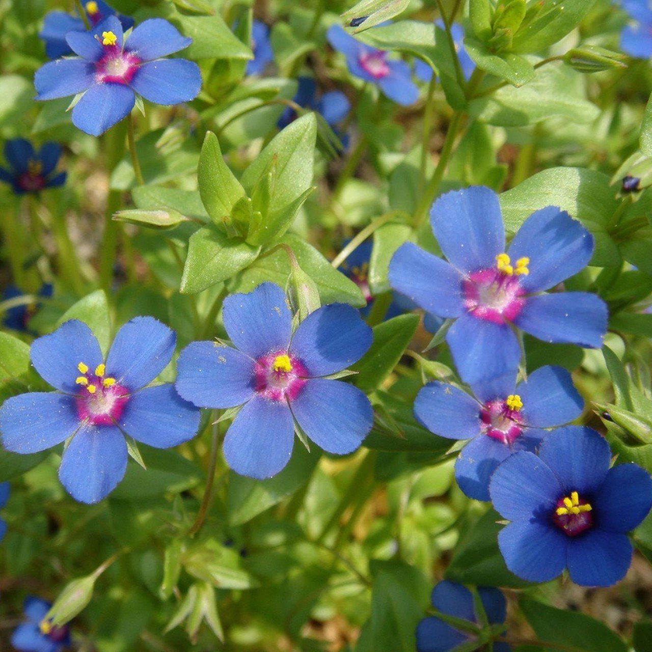 Mavi Anagallis Çiçeği Tohumu(100 tohum)