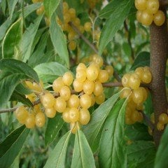 Tüplü Sarı Şifalı Güz Zeytini (Elaeagnus Umbellata Fortunella)‏ Fidanı