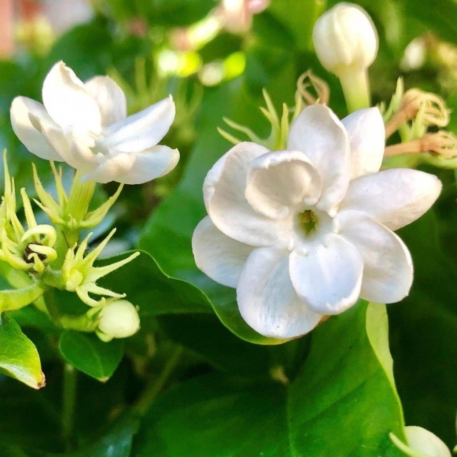 Tüplü Katmerli Yoğun Kokulu Beyaz Çiçekli Yasemin Fidanı