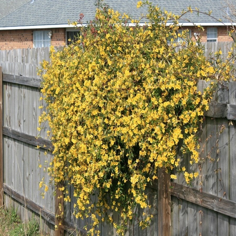 Tüplü Yellow Sun Sarı Çiçekli Yasemin Fidanı