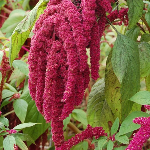 Sarkan Kırmızı Renkli Amaranthus (Horoz İbiği) Çiçeği Tohumu( 150 tohum)