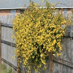 Tüplü Yellow Sun Sarı Çiçekli Yasemin Fidanı-150 Cm Üzeri