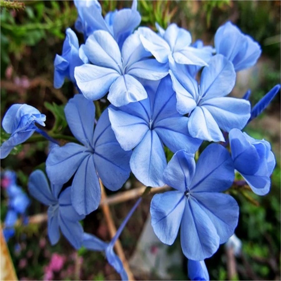 Tüplü Blue Mavi Çiçekli Yasemin Fidanı