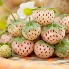 Pineberry Beyaz Yediveren Çilek Fidesi (9'luk Saksıda)