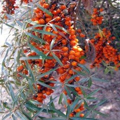 Tüplü Şifalı Yalancı Yabani İğde (Hippophae Rhamnoides)‏ Fidanı