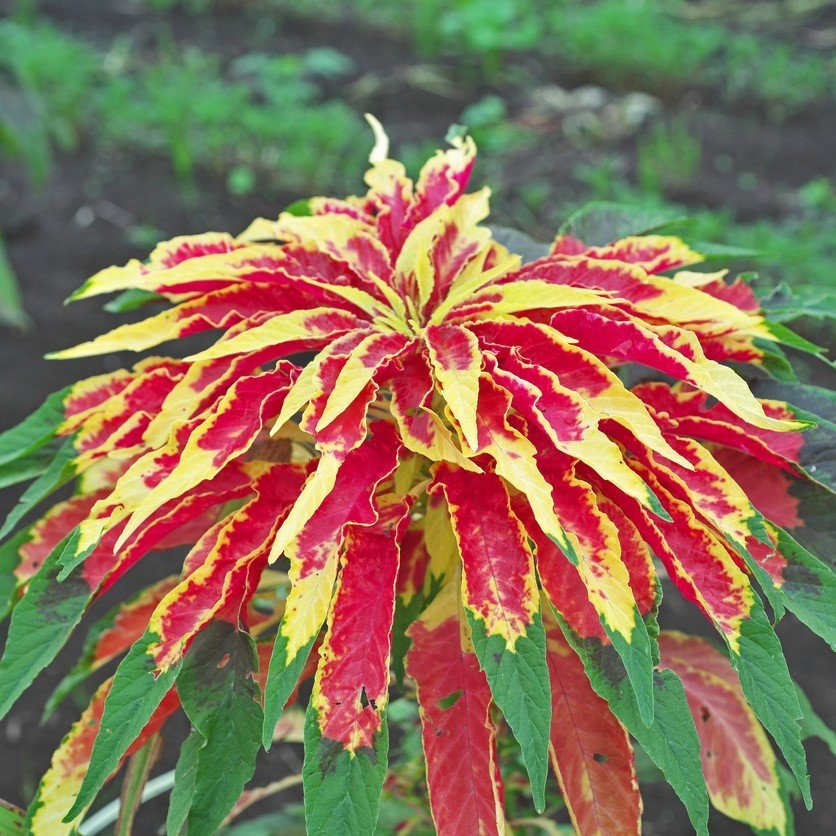 İllumination Sarı Kırmızı Amaranthus(Horoz İbiği) Çiçeği Tohumu(50 adet)