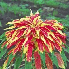 İllumination Sarı Kırmızı Amaranthus(Horoz İbiği) Çiçeği Tohumu(50 adet)
