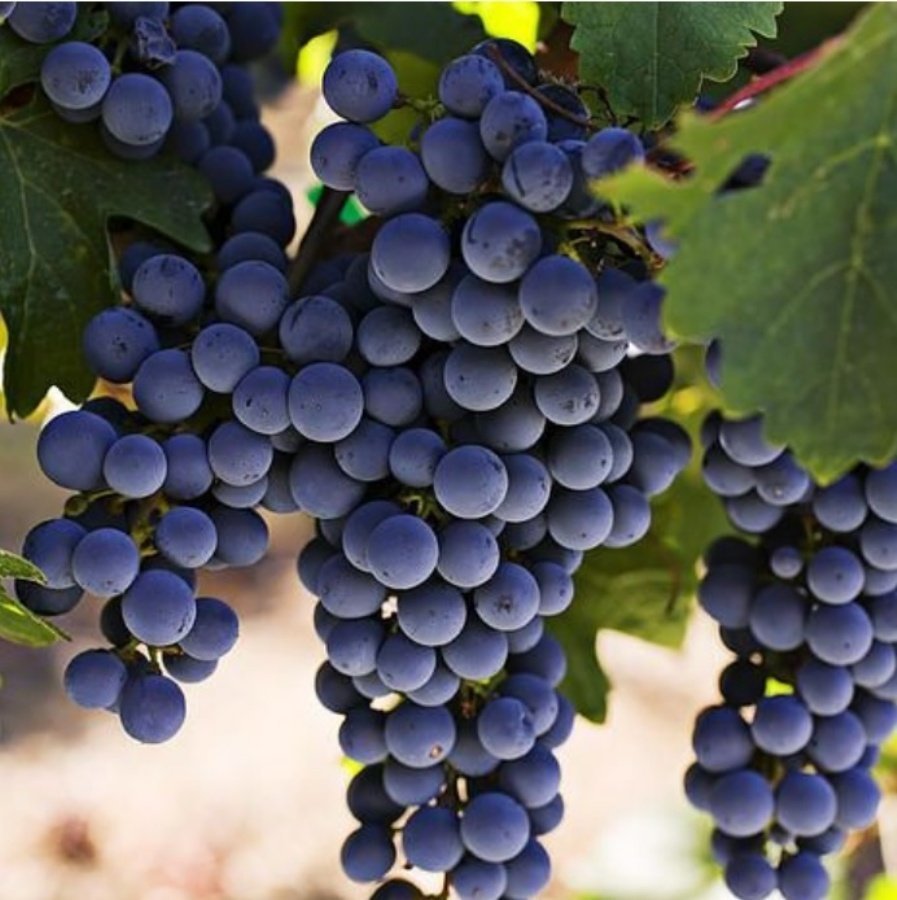 Tüplü Kokulu Siyah Şaraplık Cabernet Sauvignon Üzüm Fidanı