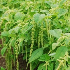 Yeşil Renkli Amaranthus(Horoz İbiği) Çiçeği Tohumu(50 tohum)