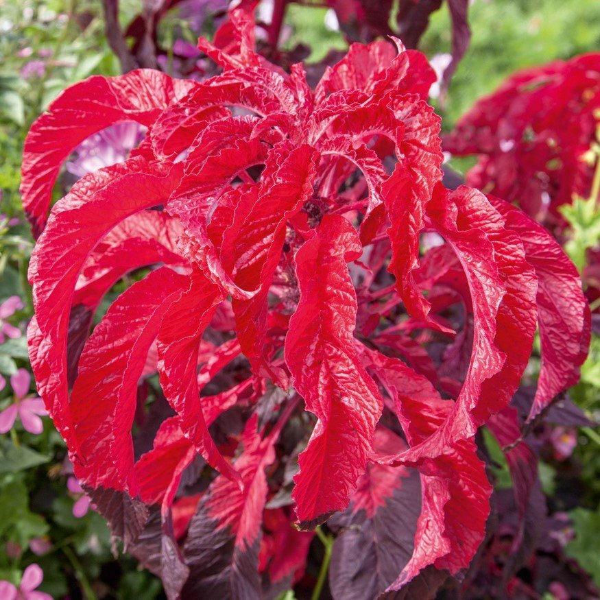 Red Spike Kırmızı Amaranthus Çiçeği Tohumu(50 tohum)