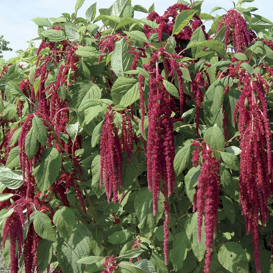 Kırmızı Amaranthus caudatus Çiçeği Tohumu(100 tohum)