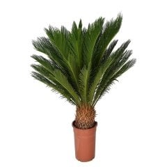 Ufak Saksıda Cycas Sikas Palmiye Fidanı (10-20 Cm)
