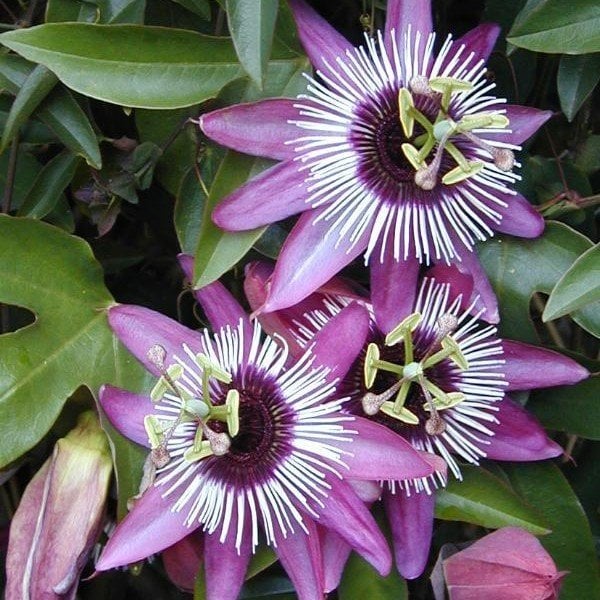 Passiflora Edulis Maruçya Tohumu (50 adet)