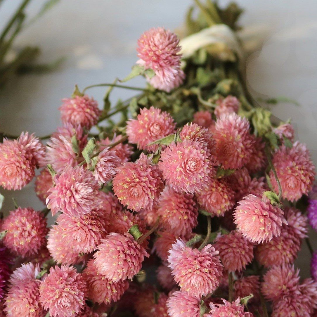 Gomphrena Globosa Somon Medine Çiçeği Tohumu(50 tohum)