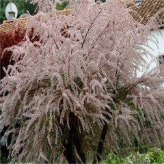 Tüplü Pembe Çiçekli Ilgın Ağacı Fidanı