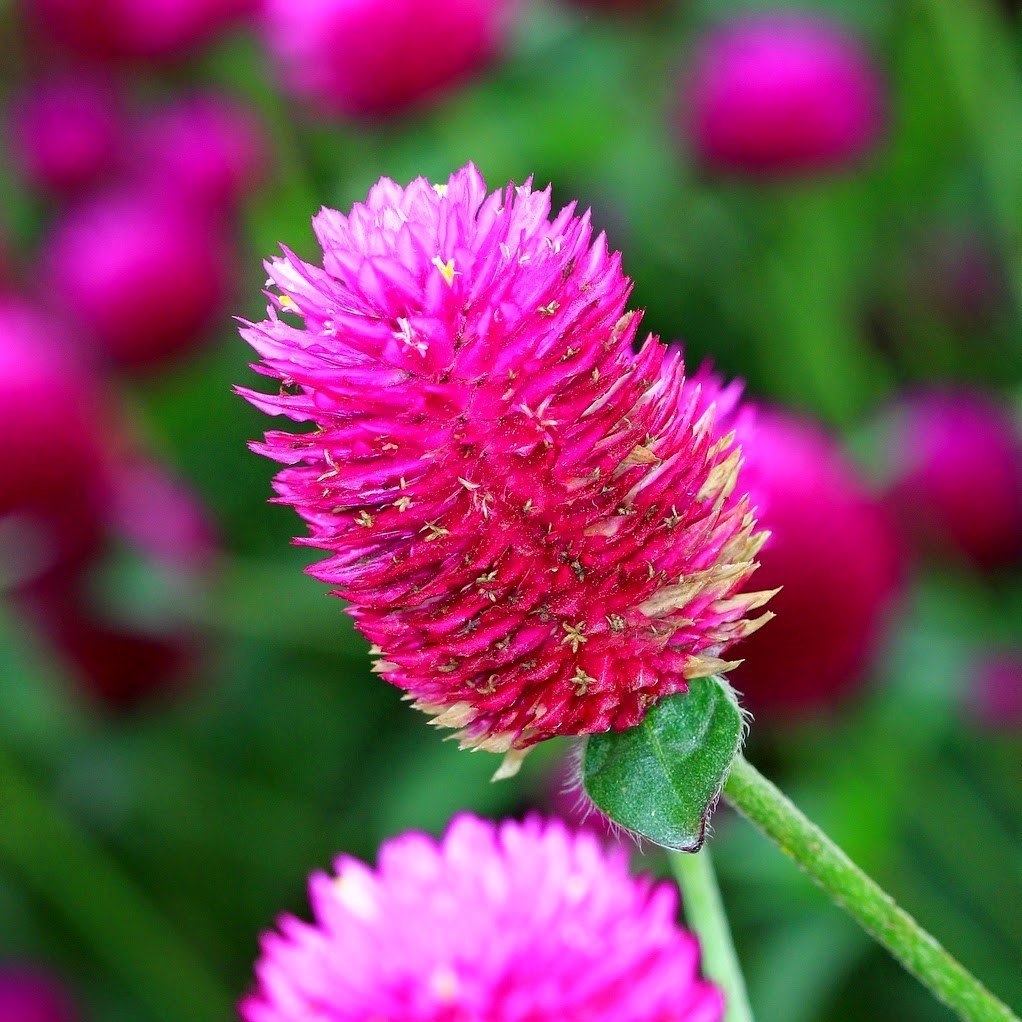 Gomphrena Globosa Pembe Renkli Medine Çiçeği Tohumu(50 tohum)