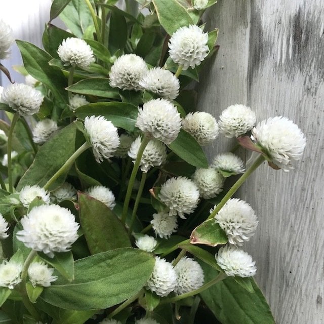 Gomphrena Globosa Beyaz Renkli Medine Çiçeği Tohumu(50 tohum)