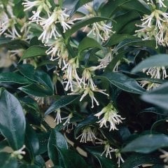 Tüplü Yoğun Kokulu Parfüm Çiçeği Sarcococca Fidanı