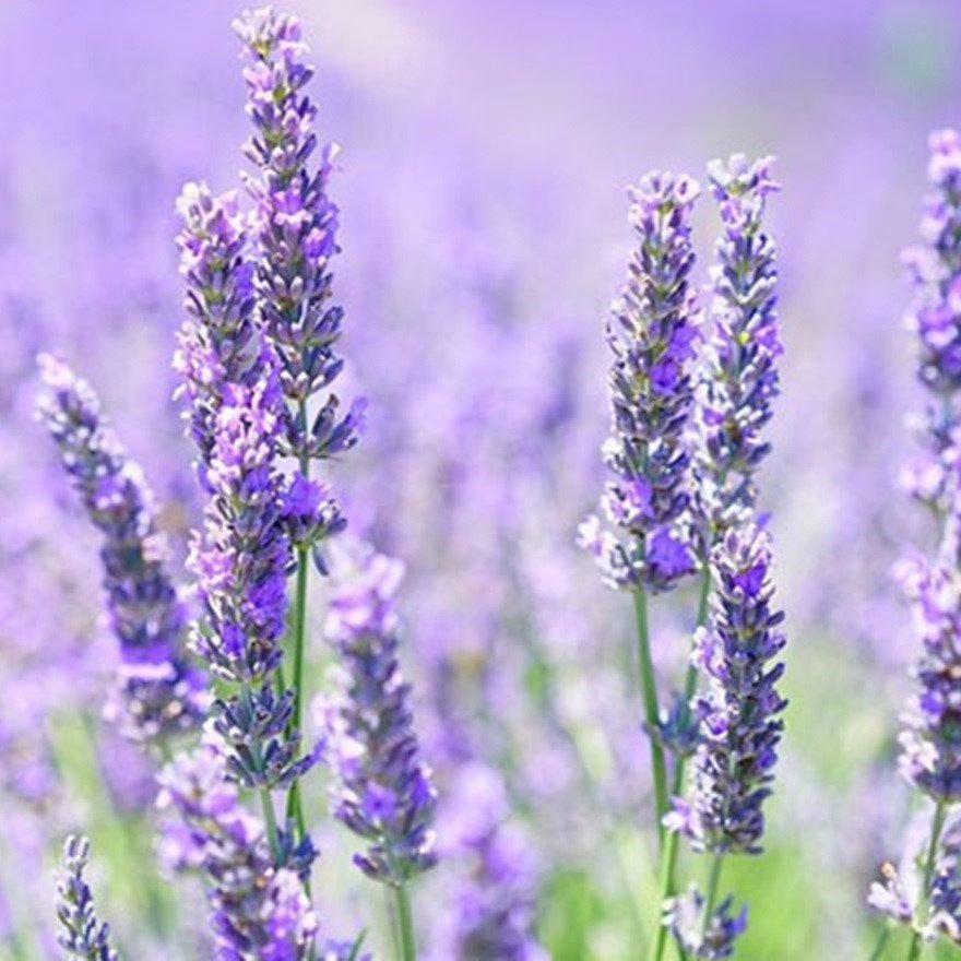 Lavandula Angustifolia Lavanta Çiçeği Tohumu(100 adet)