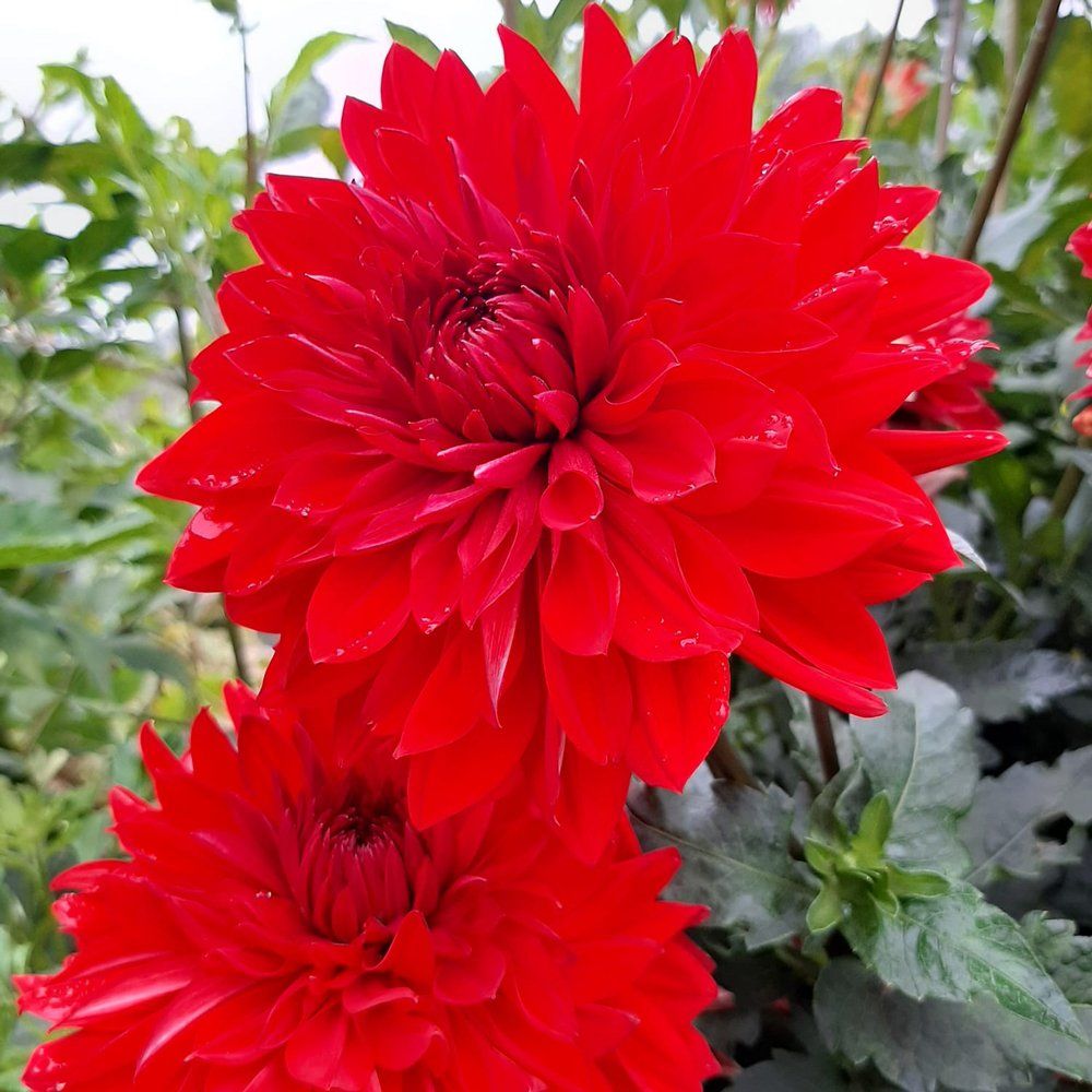 Garden Wonder Dahlia Dev Yıldız Çiçeği Yumrusu (1 Adet)