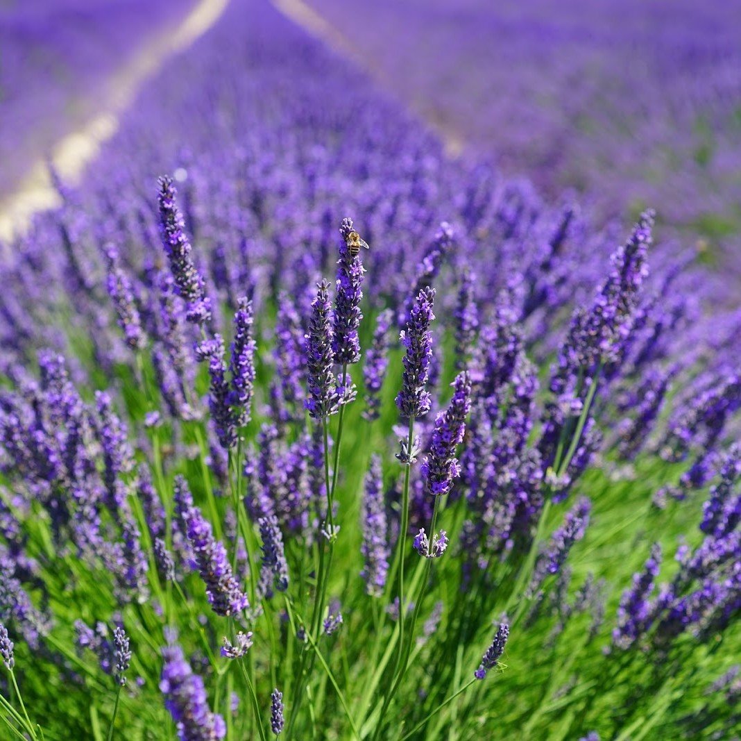 Lavandula Angustifolia Lavanta Çiçeği Tohumu(25000 tohum)